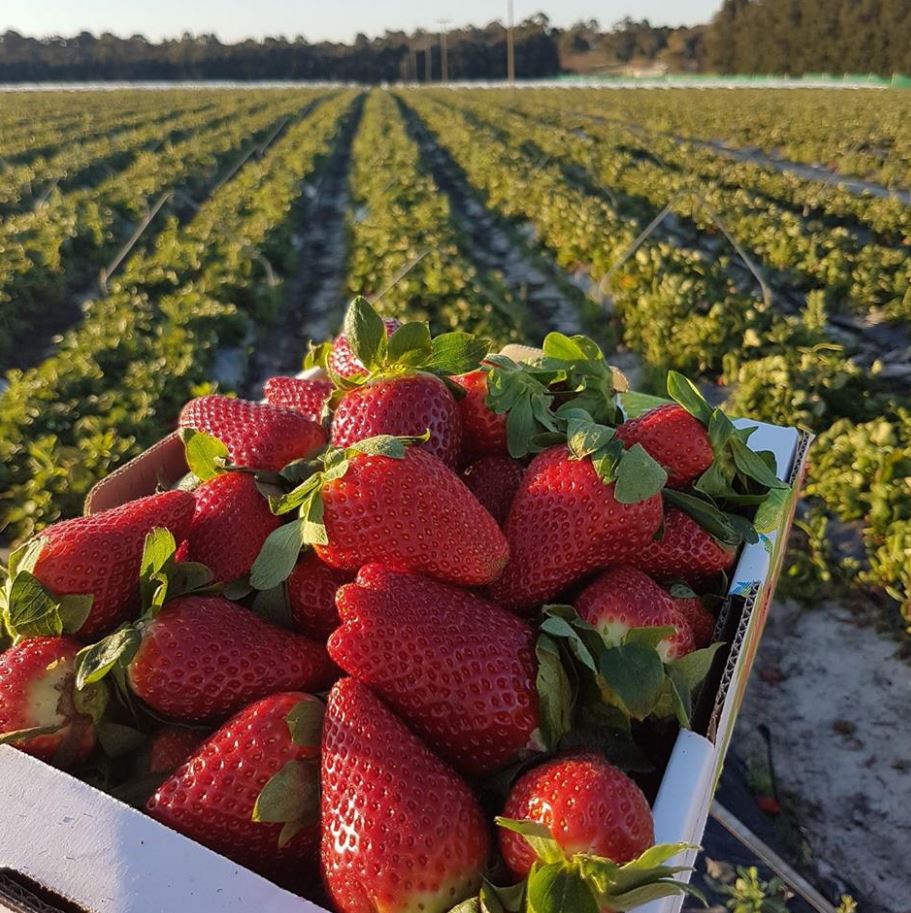 Best Places For Fruit Picking Near Two Rocks Atlantis Beach