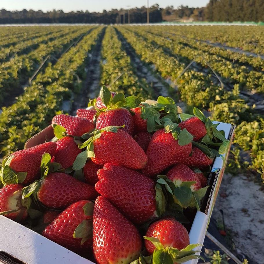 Best Places for Fruit Picking Near Two Rocks | Atlantis Beach